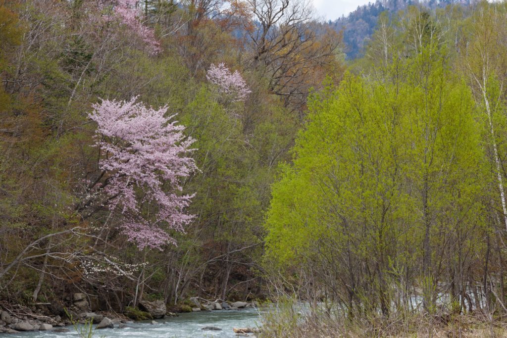 芦別川の桜
