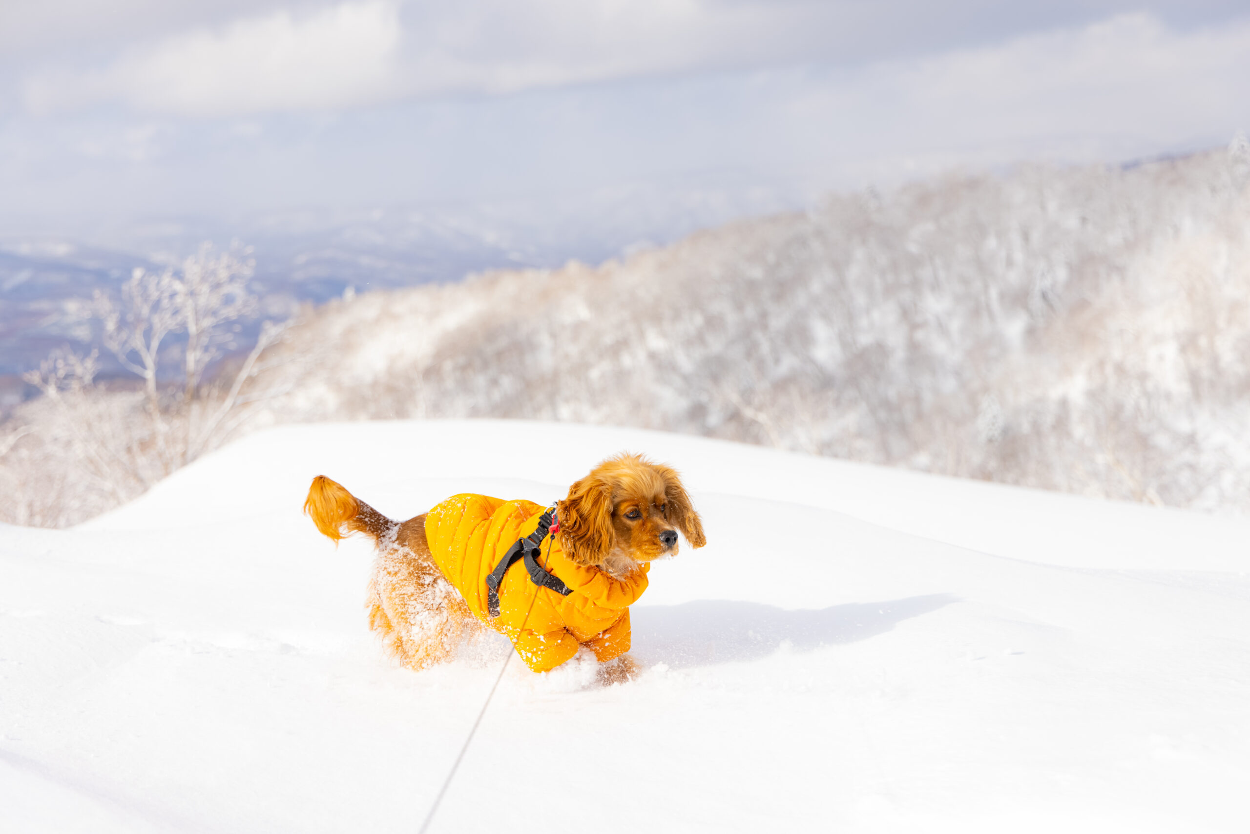雪原と犬